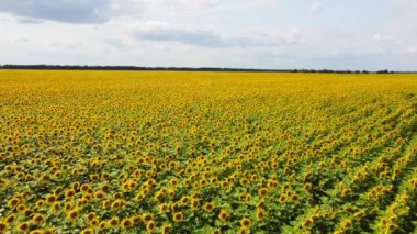 Ayçiçeği tarlasının kuş bakışı görüntüsü, parlak sarı çiçekler berrak, mavi gökyüzünün altında bir renk denizi yaratıyor..