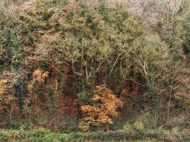 Ağaçların sıra sıra dizildiği bir orman. Renkleri kahverengi ve sarı karışımı..