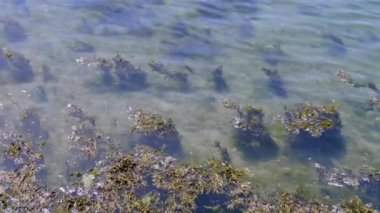 Suda yosun parçaları var ve su da deniz tabanını görebilecek kadar berrak. Su yüzeyi hafifçe dalgalanıyor..