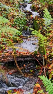 Harmonys Haven 'da. Orman çağlayanın yumuşak sesleri huzurlu bir melodi dokuyor.