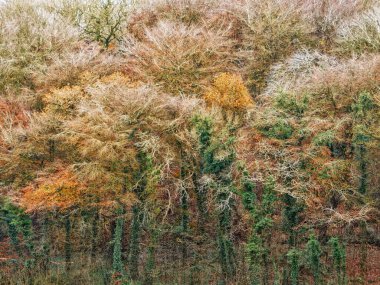 Çeşit çeşit ağaçlarla dolu sık bir orman, çoğunlukla çıplak dallar ve kahverengi, sarı ve yeşil yapraklarla kaplı. Ağaçlar birbirine karışmış. Karmaşık ve ilgi çekici bir desen oluşturuyor..