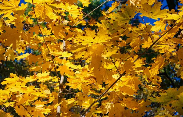 stock image Golden leaves, clear detail, background out of focus.