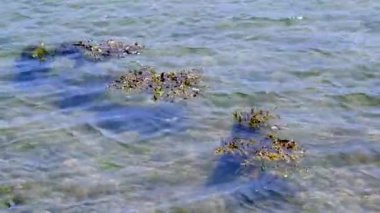 Video, sığ sulardaki yosun parçalarını içeriyor. Su berrak ve dalgalı, deniz tabanının kısmen görülebilmesini sağlıyor..