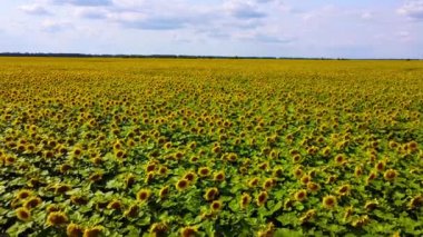 Ayçiçekleri güneş ışığıyla yıkanır, taçyaprakları sıcak, altın renginde parlar, huzur ve neşe hissi yaratır..