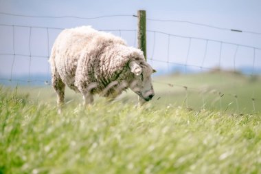 Yalnız bir koyun yemyeşil bir çayırda huzur içinde otla beslenir, sıcak bir günde açık mavi gökyüzünün zeminine sınır çizen bir çitle..
