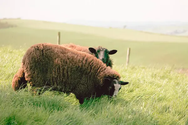 stock image Two sheep are peacefully grazing on vibrant green grass in a serene countryside setting. The soft sunlight casts a warm glow over the lush landscape.