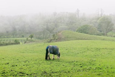 Bir at, sabahın erken saatlerinde yemyeşil ve yuvarlanan tepelerle çevrili sisli bir çayırda battaniye giyer. Bir at yemyeşil bir tarlada sessizce duruyor, üzerinde battaniye ve sis var..