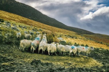 Bir koyun sürüsü bir yamaçtaki saman balyasının etrafında toplanır. Koyunların hepsi mavi ve kırmızı işaretli beyaz. Tepe çimlerle kaplı ve etrafa dağılmış kayalar var..