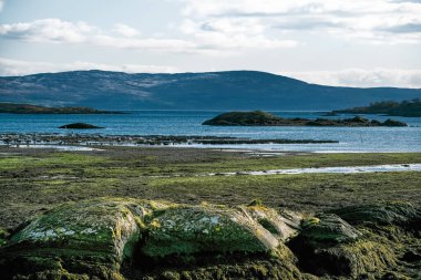 Önünde küçük bir ada olan bir sahil manzarası. Ada yeşil yosun ve yosunla kaplı. Su sakin ve gökyüzü berrak. Dalgalar deniz yosunlarıyla kaplı kayaları ortaya çıkarır..