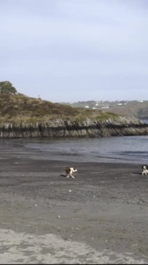 İki köpek kumlu bir sahilde eğleniyor, sakin sular öğlen güneşinin altında parlarken ve arka planda tepeler yükselirken, sahil boyunca neşeyle geziniyorlar..
