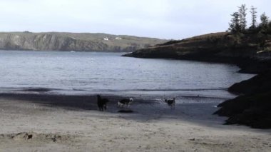 Üç köpek kumlu bir sahil boyunca koşuyor. Su sakin ve arka planda kayalıklar var. Suda yüzen küçük kırmızı şamandıralar var..