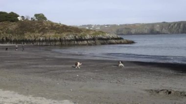 West Cork, İrlanda, 27 Eylül 2024. İki kişi köpekleriyle sahil boyunca yürür. Arka plan üzerinde küçük bir köy olan kayalık kayalıkları gösteriyor..