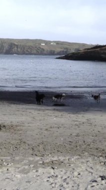 Kumlu bir sahili olan kayalık bir koy. Sahilde üç köpek oynuyorlar. Su durgun ve suda küçük kırmızı şamandıralar var..