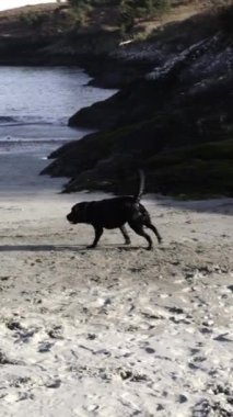 West Cork, İrlanda, 27 Eylül 2024. Siyah bir Labrador Retriever kumsalda koşuyor, pembe bir oyuncak taşıyor. Plaj boş, arka planda kayalık bir uçurum var..