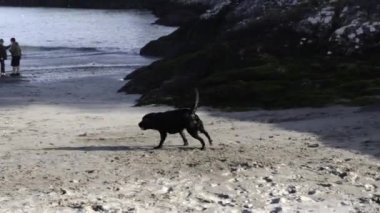 West Cork, İrlanda, 27 Eylül 2024. Siyah bir köpek plajda koşuyor, pembe bir oyuncak taşıyor. Köpek ön planda iken, sahil kayalık bir tepeye ve arka plandaki denize doğru uzanıyor.