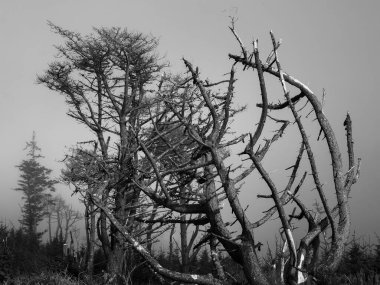Yoğun siste gizlenmiş eğri büğrü ağaçların büyüleyici görüntüsü sabahın erken saatlerinde sessiz bir ormanda ürkütücü bir atmosfer yaratır. Doğanın güzelliği bu huzurlu manzarada parlıyor..