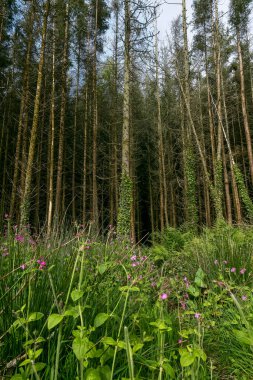 Kır çiçekleri sık bir çam ağacının dibinde yetişir. Yeşil eğreltiotu ve otlar mevcuttur. Orman gibi bir yer..