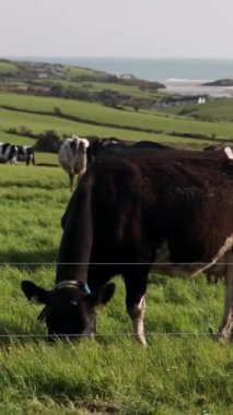 Holstein Friesian sığırları çimenli bir arazide beslenir. Arka planda parçalı bulutlu bir gökyüzü görülebilir. Elektrikli çit mevcut..