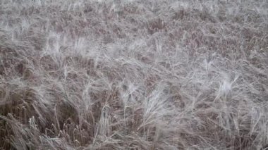 Arpa tarlası videosu. Birçok sap görülebilir; uzun, soluk, ince tenteli açık kahverengi saplar.