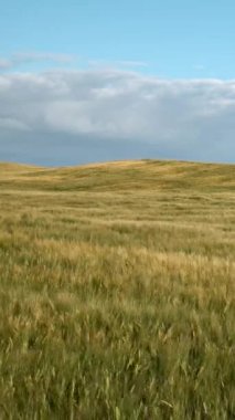 Yumuşak bulutlarla kaplı açık mavi bir gökyüzünün altında, öğleden sonranın huzurlu kırsal sükunetini tasvir eden, güzel bir altın çim alanı boyunca uzanır..