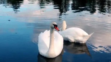 İki zarif kuğu sakin bir su kütlesinde huzur içinde yüzerek hafif dalgalar oluşturur. Parlak mavi gökyüzü ve dağınık bulutlar güzel bir şekilde yüzeye yansıyor..