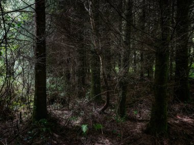 Yükselen ağaçlarla dolu sakin bir orman huzurlu bir atmosfer yaratır. Güneş ışığı yaprakların arasından süzülüyor, zengin yeşillikleri vurguluyor..