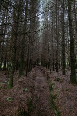 A narrow trail cuts through a plantation of closely spaced trees. Bare branches reach towards the sky. The forest floor is covered with a layer of brown needles and debris. clipart