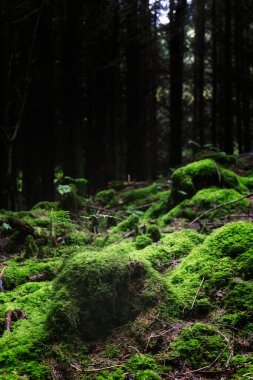 Yumuşak sabah ışığı ağaçların arasından süzülüp orman zeminini kaplayan kalın yeşil yosun tabakasını aydınlatarak sakin bir atmosfer yaratır..