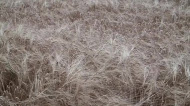 Birçok arpa sapı yoğun bir şekilde bir araya toplandı. Rengi çoğunlukla açık kahverengi ve beyaz tenteler var..