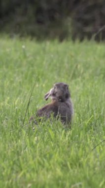 Yaban tavşanı yeşil bir alanda görülür; renkleri doğal kamuflaj sağlar..