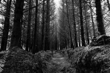 Resim, merkezi yolu olan bir ormanı tasvir ediyor. Ağaçlar uzun ve ince, çok az çalılıkları var. Çevre karanlık ve biraz da ıssız görünüyor. Yol dar ve toprak..