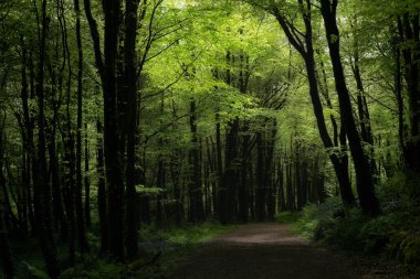 Yemyeşil orman yolu gün ışığında uzun ağaçlarla çevrili..