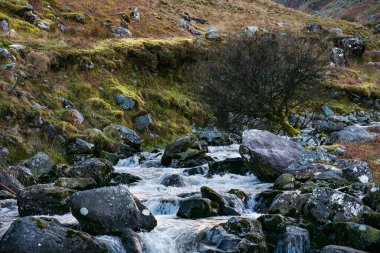 A rocky stream flows through a sparsely vegetated landscape. A small, leafless shrub is positioned in the mid-ground. The distant hills are subtly colored. clipart