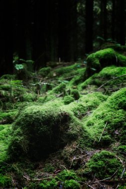 Bereketli yeşil yosun, sakin bir ormanlık alanda sakin bir sabah saatinde orman zeminini kaplar..