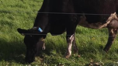 Siyah ve beyaz bir inek canlı yeşil bir alanda taze çimlerde rahatça otlar. Huzurlu kırsal alan doğanın güzelliğini gösteriyor..