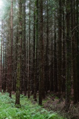 Tall trees rise in a dense forest, their trunks cloaked in shadows. Ferns cover the ground, bathed in soft, diffused light of early morning, creating a tranquil atmosphere. clipart