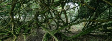 Intricate and tangled branches create a lush green environment in a forest. The diverse foliage adds depth and complexity to the natural landscape, showcasing varied textures and colors. clipart