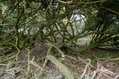 Yoğun yeşillik, gün ışığında ormanlık bir alanda karışık bir dal ve yosun ağı oluşturur..