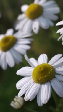 Sarı merkezli beyaz papatyalar. Çevrelerinde bulanık yeşil bitkiler ve çimenler var..