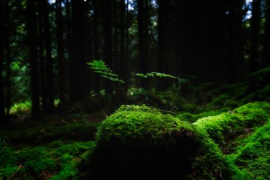 Yosunlu bir yüzeyde eğreltiotu görülebilir. Etrafı karanlık ve ormanlarla çevrili. Ortam çok yoğun..