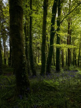 Bahar atmosferinde sık ağaçların yanında parlak güneş ışığında çiçek açan çan çiçekleri olan yeşil orman..