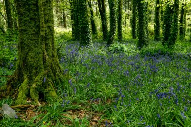 İlkbaharda yemyeşil bir ormandaki uzun ağaçların altında canlı çan çiçekleri açar..