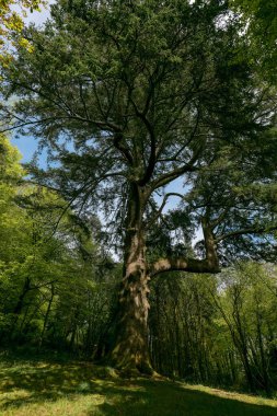 Görüntü ormandaki büyük bir sedir ağacını gösteriyor. Ağaç birçok dalla uzundur. Çevredeki ağaçlar daha küçük ve incedir. Toprak çimenli..
