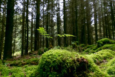 Yosun bir orman zeminini kaplar; yosunlardan küçük bir eğrelti otu yetişir. Orman karanlık ve ağaçlarla dolu..