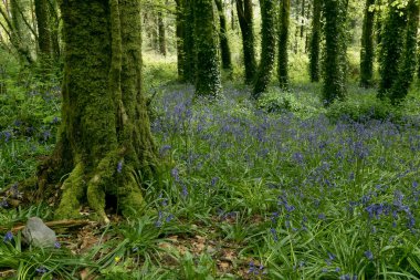 Narin çan çiçekleri yeşil yapraklı yüksek ağaçlarla çevrili canlı orman zeminini işaretler. Atmosfer huzur ve güzelliklerden biridir. Baharın özünü yakalar..