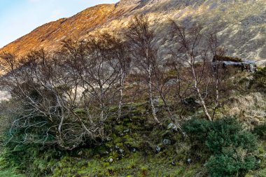 İrlanda 'daki Carrauntoohil geçidi boyunca uzanan yemyeşil arazileri araştırıyorum. Antik ağaçlar ve canlı yosunlarla..