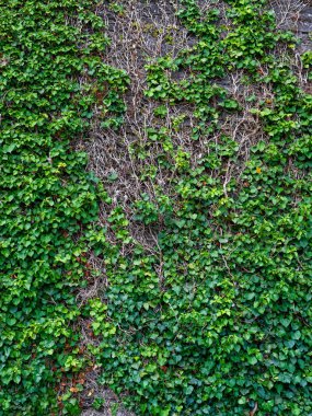 Canlı yeşil sarmaşık, eski bir taş duvarda solmuş, kahverengi sarmaşıklarla sarmaşıktır. Açık gün ışığında çarpıcı bir doğal doku oluşturur. Bu açık hava sahnesi yaşam gücü ve yaşın bir karışımını yakalar..