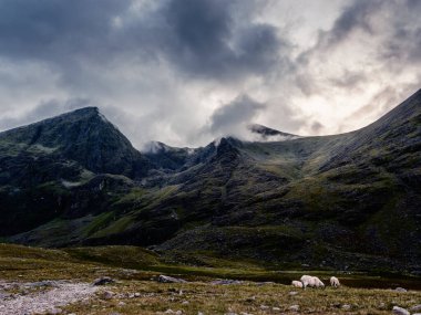 İrlanda tepelerinde otlayan koyunlarla Carrauntoohil ve Lough Gouragh 'ın çarpıcı manzarası.