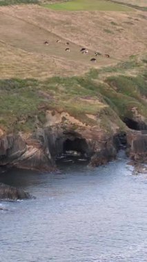 Hava görüntüsü. İneklerle dolu bir çim tarlası engebeli, karanlık bir kıyı bölgesinin üzerinde yer alır..