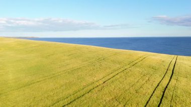 Uçsuz bucaksız mavi okyanusla buluşan altın buğday tarlasının havadan görünüşü. Doğa belgeselleri ya da seyahat videoları için ideal sakin, sakinleştirici görüntüler.
